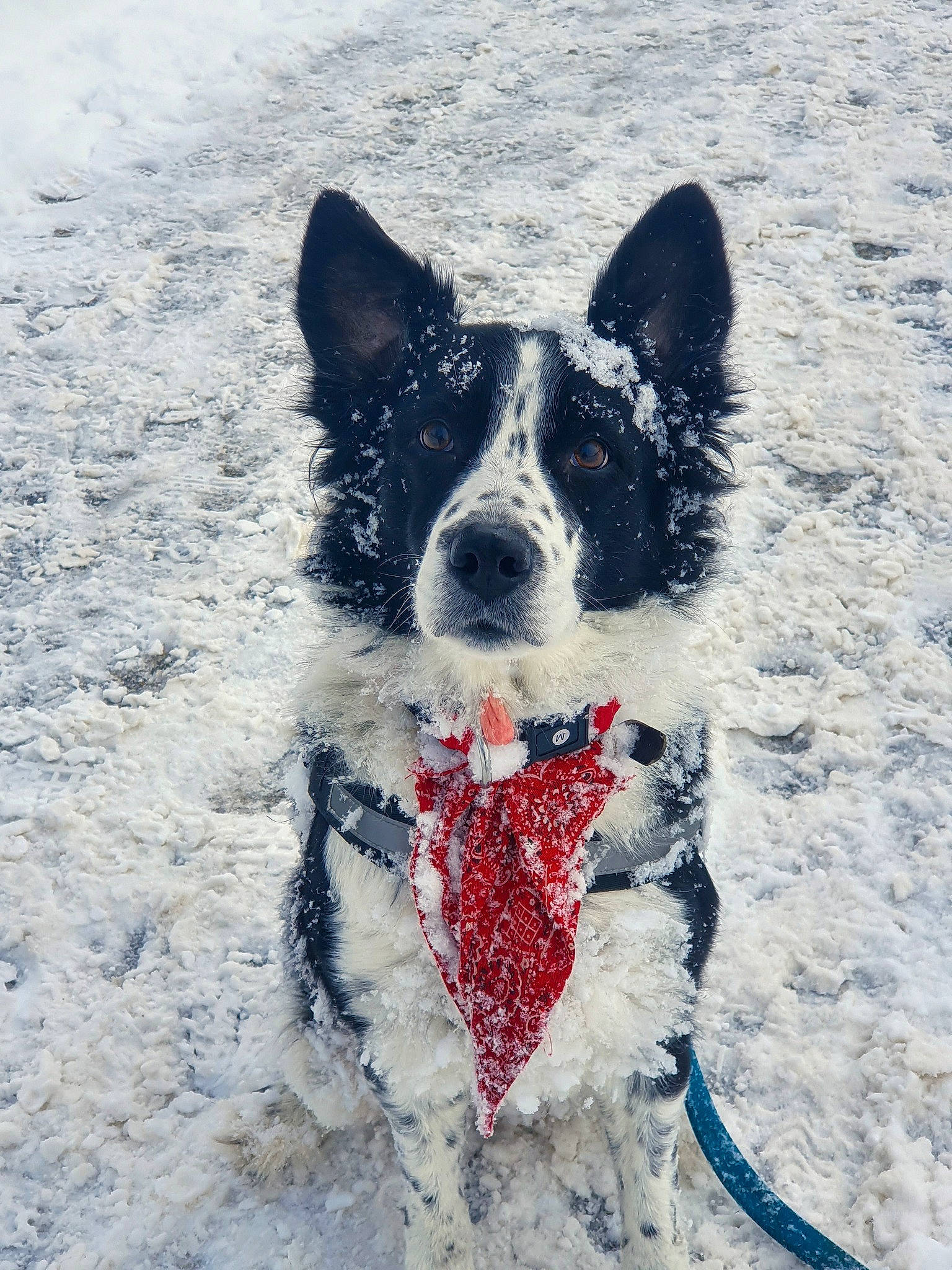 Benny participe au concours pour gagner de l'argent avec cette photo : art, carmine, carnivore, collar, companion_dog, dog, dog_breed, dog_collar, dog_supply, freezing, fur, herding_dog, snout, snow, sporting_group, tail, water, whiskers, winter, working_animal