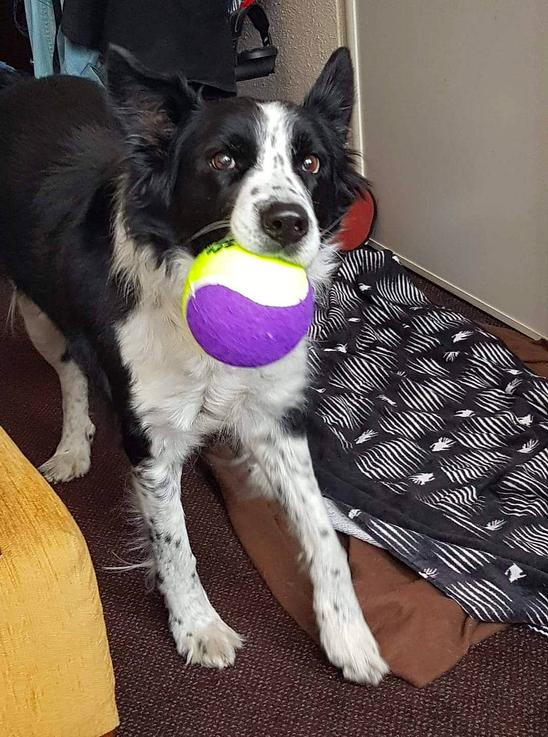 Benny participe au concours pour gagner de l'argent avec cette photo : canidae, carnivore, companion_dog, dog, dog_breed, dog_collar, dog_supply, flooring, fur, herding_dog, non_sporting_group, pattern, paw, snout, sporting_group, whiskers, working_animal, working_dog