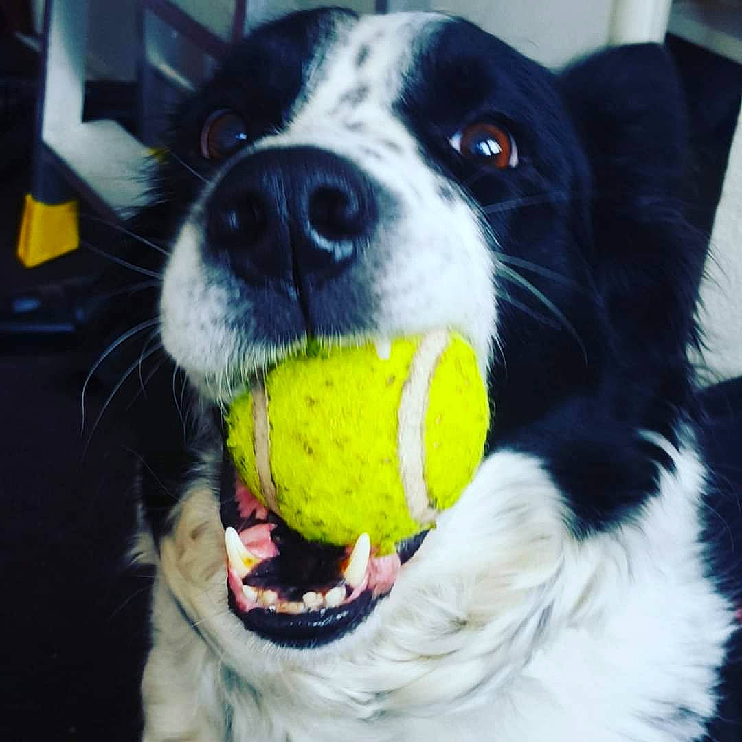 Benny a rejoint le concours — aidez-le/la à gagner de superbes lots ! ball, carnivore, collar, companion_dog, dog, dog_breed, grass, paw, pet_supply, plush, snout, soccer_ball, sporting_group, sports_equipment, stuffed_toy, tennis_ball, toy, vertebrate, whiskers, working_animal
