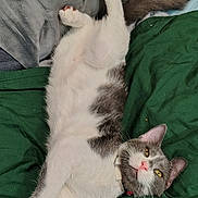 Junior is registered to the contest to win money with this photo: cat, pet, animal, feline, relaxed, lying_down, white_fur, gray_fur, pink_nose, yellow_eyes, collar, paw_pads, blanket, pillow, indoor, cozy, resting, cute, sleepy, fur