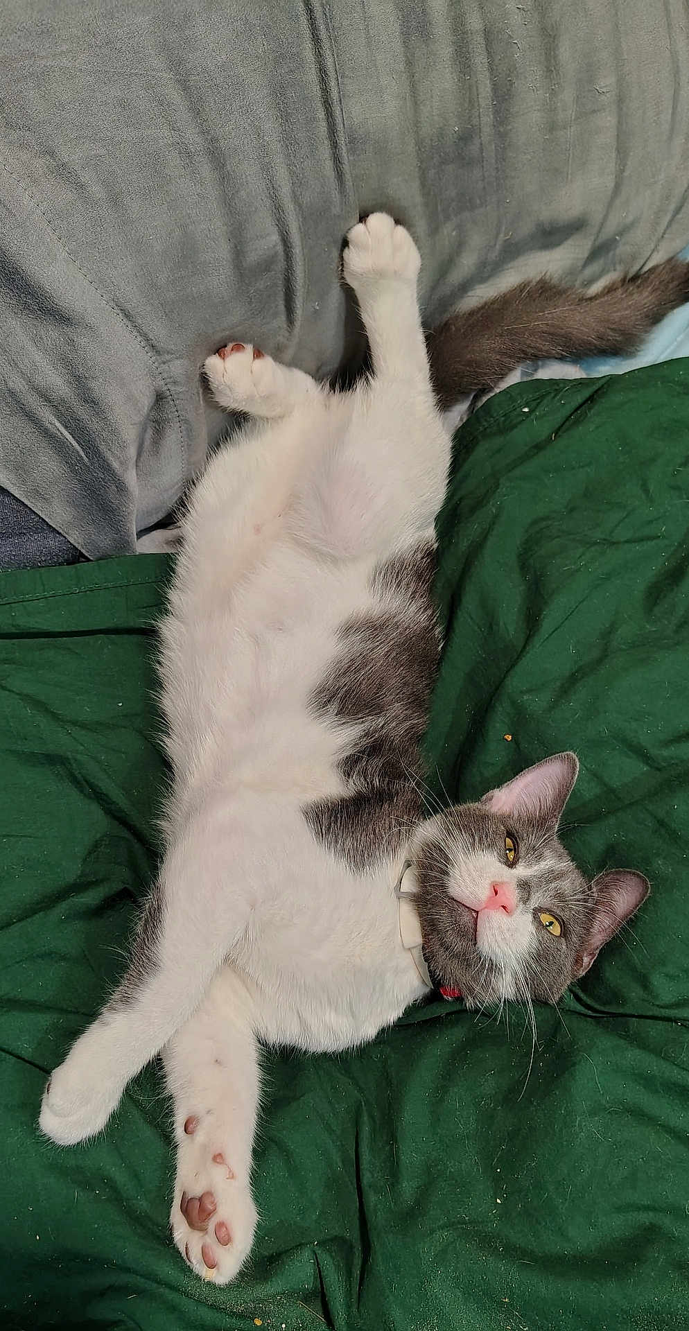 Junior is registered to the contest to win money with this photo: cat, pet, animal, feline, relaxed, lying_down, white_fur, gray_fur, pink_nose, yellow_eyes, collar, paw_pads, blanket, pillow, indoor, cozy, resting, cute, sleepy, fur