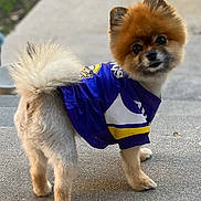 Precious is registered to the contest to win money with this photo: dog, pomeranian, pet, animal, fur, cute, jersey, clothing, outdoor, grass, concrete, small_dog, tail, ears, face, standing, looking_back, daylight, portrait, adorable