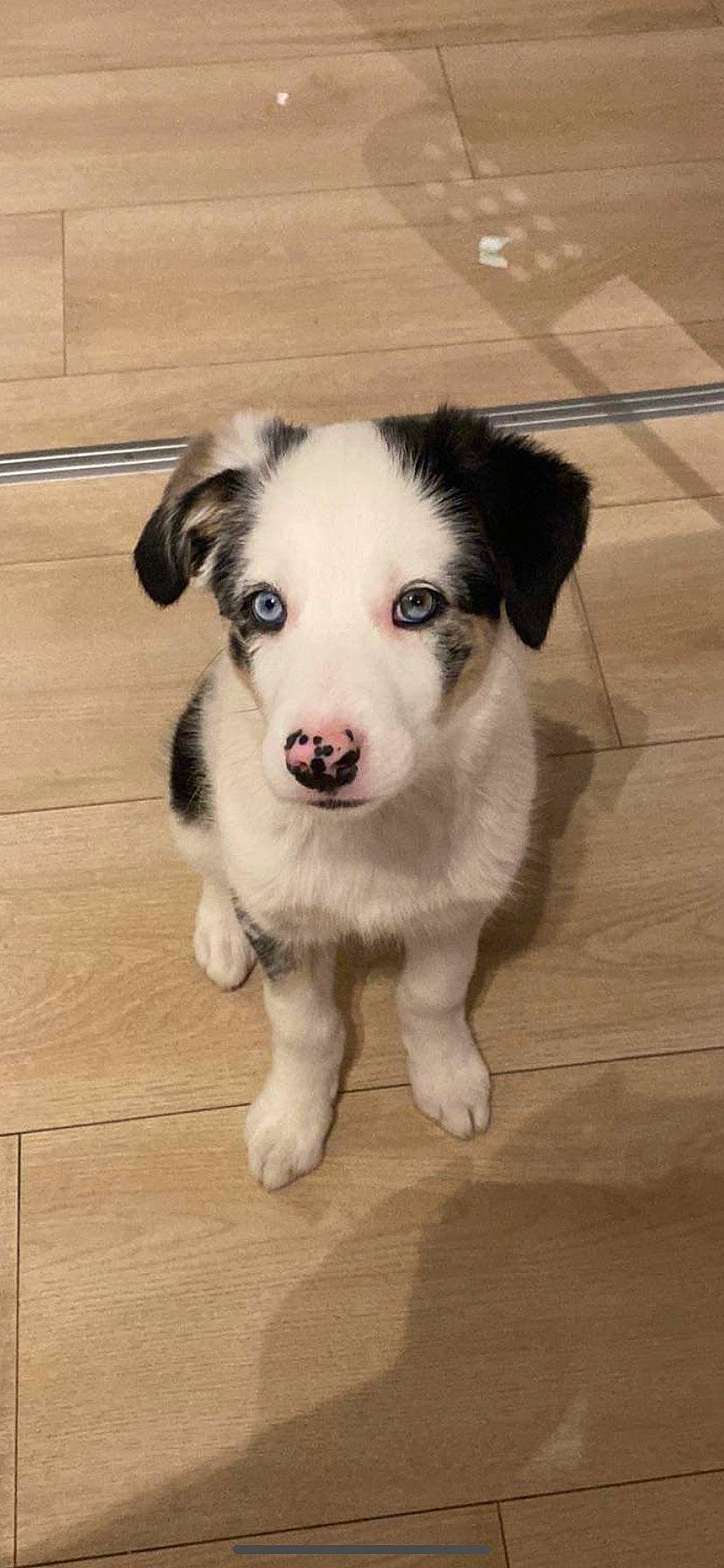 Naya participe au concours pour gagner de l'argent avec cette photo : canidae, carnivore, companion_dog, dog, dog_breed, flooring, fur, hardwood, herding_dog, non_sporting_group, paw, puppy, sporting_group, street_dog, terrestrial_animal, whiskers, wood, wood_flooring, working_animal, working_dog