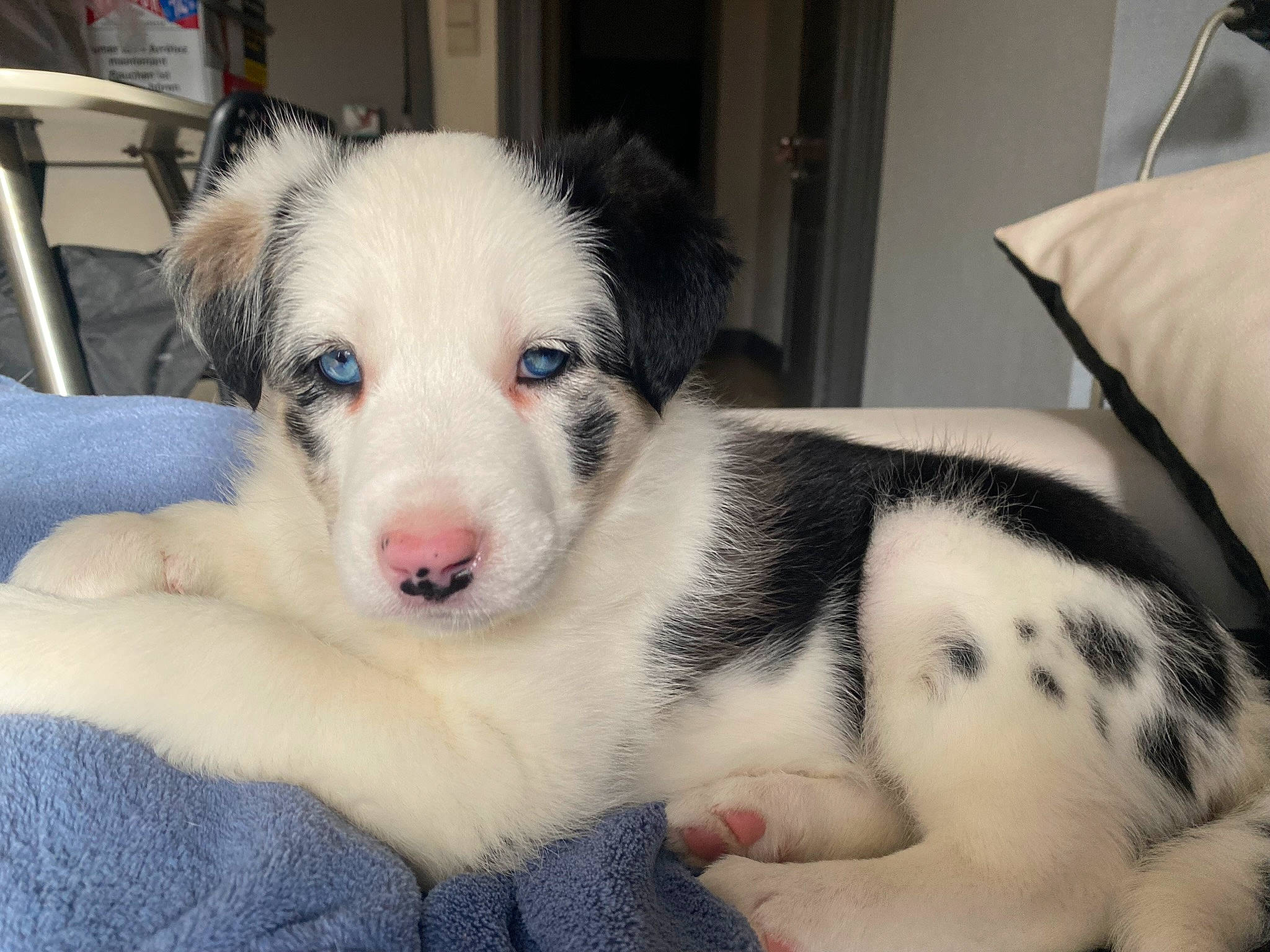 Naya a rejoint le concours — aidez-le/la à gagner de superbes lots ! carnivore, comfort, companion_dog, dog, dog_breed, fur, herding_dog, livestock_guardian_dog, paw, terrestrial_animal, texas_heeler, whiskers, working_animal, working_dog