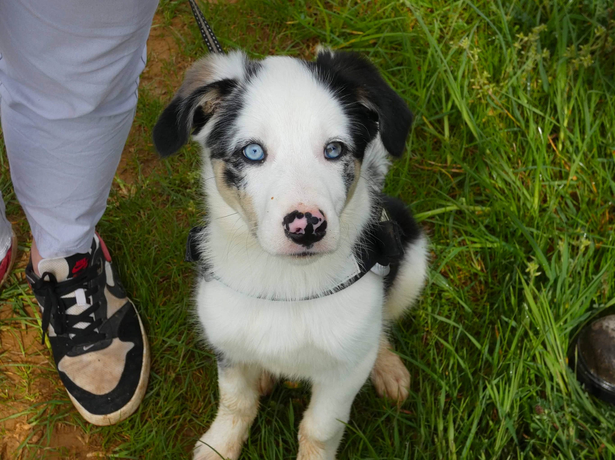 Naya a rejoint le concours — aidez-le/la à gagner de superbes lots ! carnivore, collar, companion_dog, dog, dog_breed, fang, grass, herding_dog, human_leg, plant, walking_shoe, whiskers, working_dog