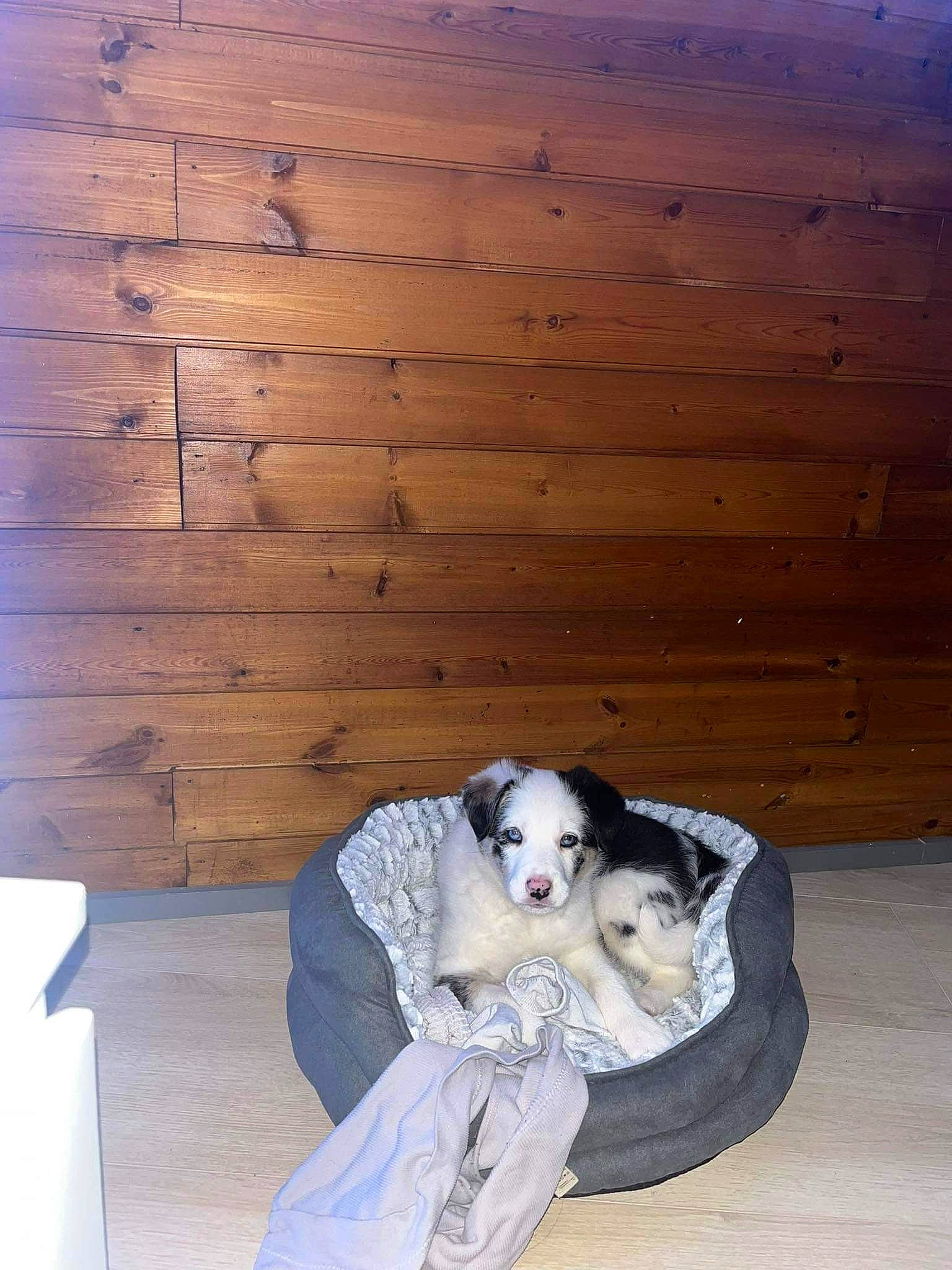 Naya a rejoint le concours — aidez-le/la à gagner de superbes lots ! canidae, carnivore, comfort, companion_dog, dog, dog_breed, dog_supply, fawn, flooring, fur, hardwood, lumber, plank, plywood, sitting, sporting_group, tints_and_shades, toy, wood, wood_stain