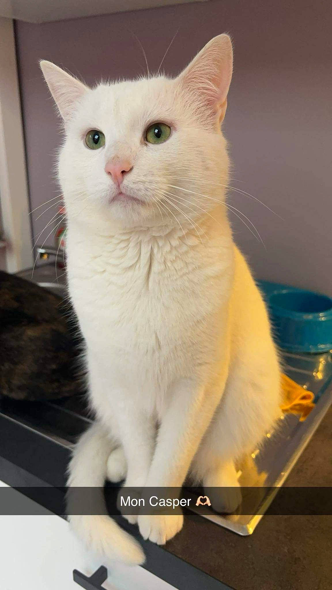 Casper a rejoint le concours — aidez-le/la à gagner de superbes lots ! carnivore, cat, domestic_short_haired_cat, felidae, fur, pet_supply, rectangle, serveware, small_to_medium_sized_cats, snout, tableware, tail, terrestrial_animal, whiskers