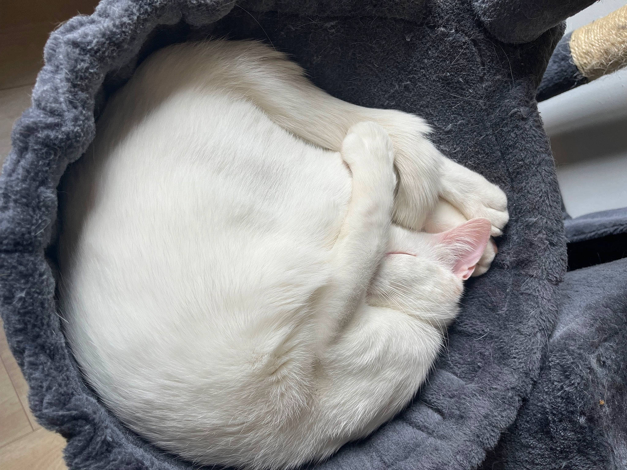 Casper a rejoint le concours — aidez-le/la à gagner de superbes lots ! carnivore, cat, cat_supply, comfort, dog_breed, ear, fawn, felidae, fur, gesture, grey, linens, nap, sleep, small_to_medium_sized_cats, snout, tail, terrestrial_animal, whiskers, working_animal