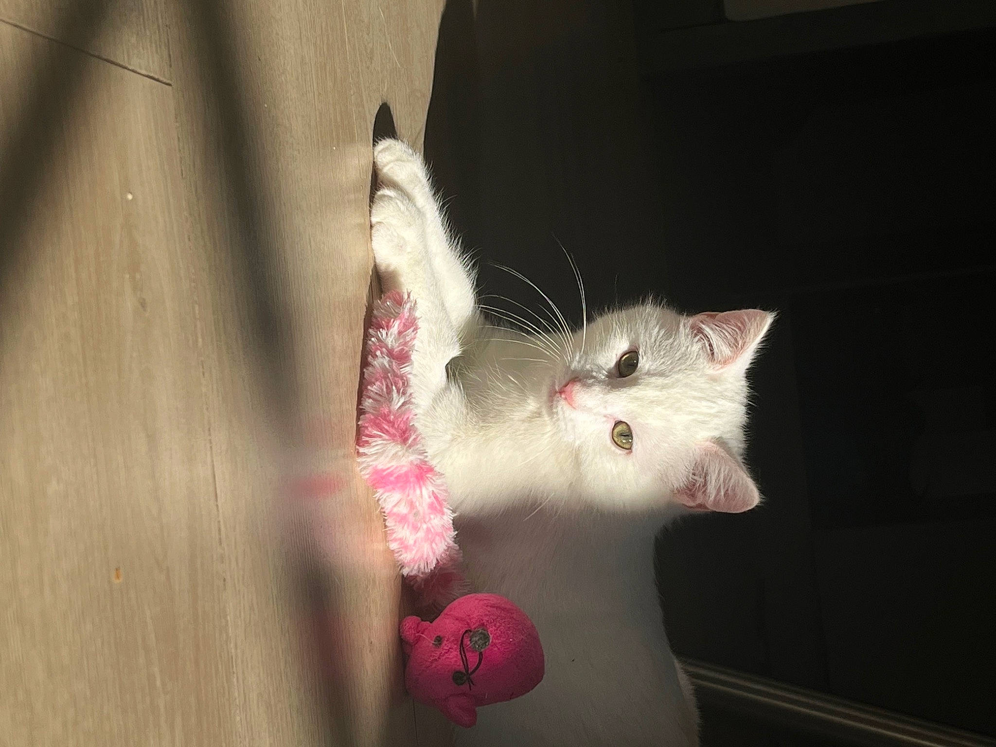 Casper a rejoint le concours — aidez-le/la à gagner de superbes lots ! canidae, carmine, carnivore, cat, claw, domestic_short_haired_cat, ear, eye, fawn, felidae, foot, fur, paw, plant, small_to_medium_sized_cats, snout, tail, toy, whiskers, window