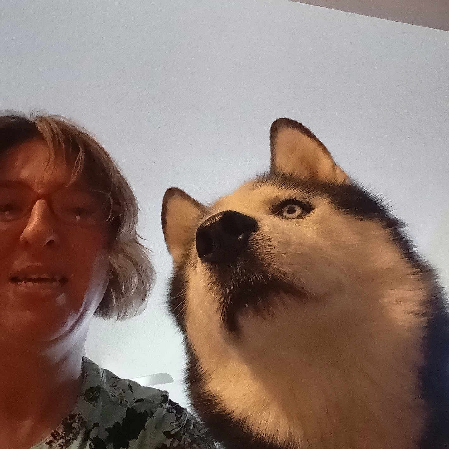 Zeke is registered to the contest to win money with this photo: animal, casual_clothing, ceiling, closeup, companion, curious, dog, domestic_animal, face, friendship, fur, glasses, human, husky, indoor, looking_away, person, pet, portrait, short_hair