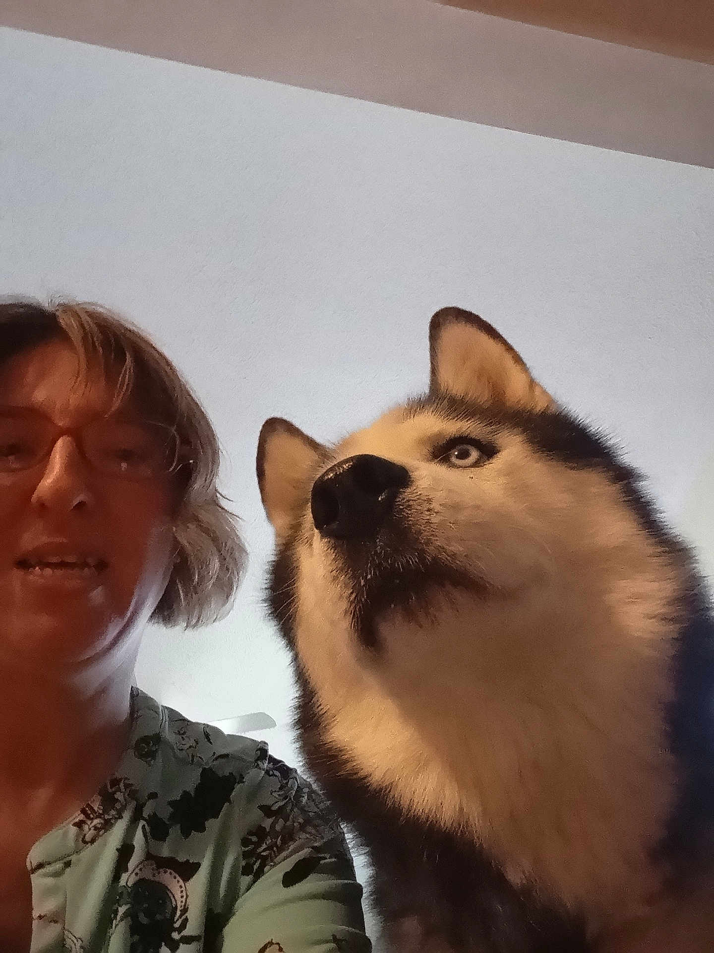 Zeke is registered to the contest to win money with this photo: person, dog, husky, indoor, ceiling, glasses, pet, animal, portrait, face, fur, curious, looking_away, human, casual_clothing, short_hair, closeup, companion, domestic_animal, friendship