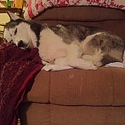 Zeke joined the competition — help win amazing prizes! dog, husky, sleeping, couch, blanket, indoor, living_room, carpet, home, furniture, domestic, cozy, resting, pet, animal, brown, red, wood, kitchen, quiet