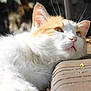Galopin a rejoint le concours — aidez-le/la à gagner de superbes lots ! cat, orange_and_white, resting, sunlight, outdoor, fluffy, paw, whiskers, ears, fur, relaxed, close_up, animal, pet, cute, nature, daylight, sleepy, portrait, ground