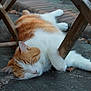 cat, sleeping, ginger, white, outdoor, stone_floor, wooden_chair, relaxed, pet, animal, feline, resting, nature, daylight, cozy, quiet, peaceful, fur, whiskers, paw