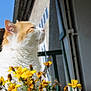 Galopin participe au concours pour gagner de l'argent avec cette photo : cat, orange_and_white, flower, yellow_flower, outdoor, sunlight, close_up, pet, animal, relaxing, feline, nature, garden, daytime, house, window, green_paint, whiskers, fur, peaceful