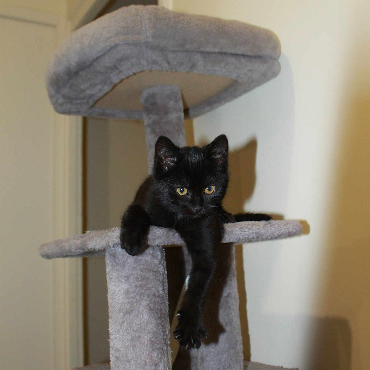 Berlioz participe au concours pour gagner de l'argent avec cette photo : animal, black_cat, cat_tree, climbing_structure, cozy, curious_eyes, domestic, feline, household, indoor, kitten, paw, pet, plush, relaxed, resting, shadow, soft_texture, wall, young_cat