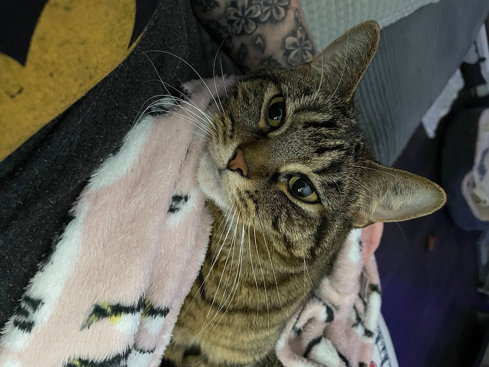 Diva joined the competition — help win amazing prizes! carnivore, cat, claw, domestic_short_haired_cat, fashion_accessory, felidae, fur, pattern, paw, small_to_medium_sized_cats, snout, terrestrial_animal, thread, whiskers, woolen, woven_fabric