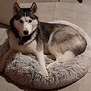 Volka participe au concours pour gagner de l'argent avec cette photo : animal, bed, calm, canine, collar, companion, cute, dog, domestic_animal, fluffy, fur, husky, indoor, looking, lying_down, mammal, paw, pet, resting, tile_floor