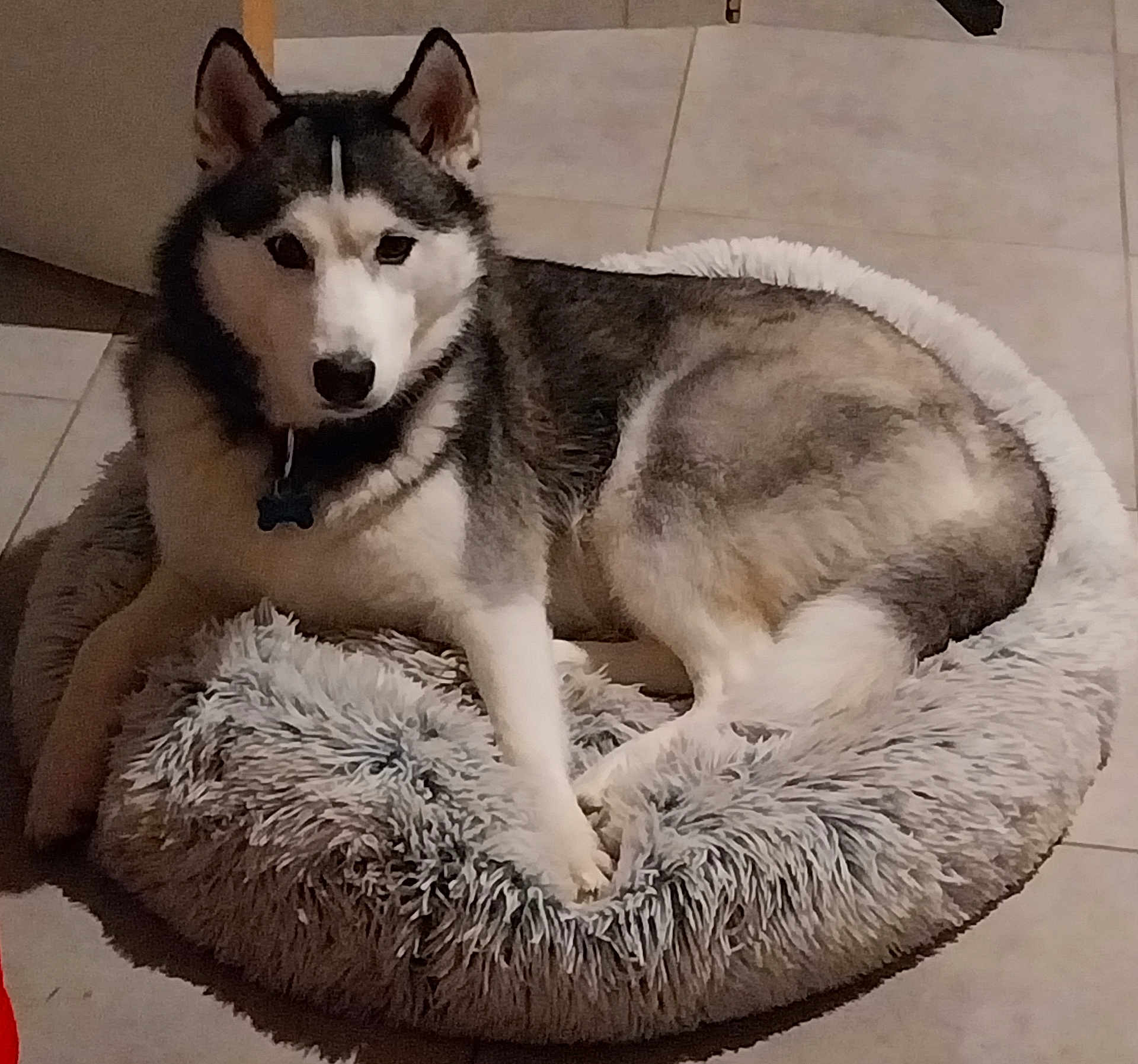 Volka participe au concours pour gagner de l'argent avec cette photo : animal, bed, calm, canine, collar, companion, cute, dog, domestic_animal, fluffy, fur, husky, indoor, looking, lying_down, mammal, paw, pet, resting, tile_floor