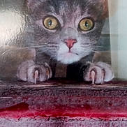 Miss Gracie is registered to the contest to win money with this photo: animal, cat, claws, closeup, curious, ears, eyes, feline, gray_cat, indoor, painted_surface, peeking, pet, pink_nose, playful, portrait, scratching, texture, whiskers, wood