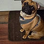 animal, brown, canine, companion, cute, dog, domestic, expression, eyes, floor, fur, harness, head_tilt, indoor, looking_up, mat, pet, portrait, pug, sitting