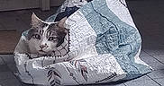Filou participe au concours pour gagner de l'argent avec cette photo : cat, animal, bag, floor, tile, curious, indoor, pet, feline, pattern, white, gray, ears, face, resting, container, household, quiet, still, looking