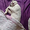 Filou a rejoint le concours — aidez-le/la à gagner de superbes lots ! cat, sleeping, cozy, quilt, blanket, purple, white_fur, pet, indoor, relaxed, cute, animal, feline, resting, paw, fur, bed, domestic_cat, comfort, nap