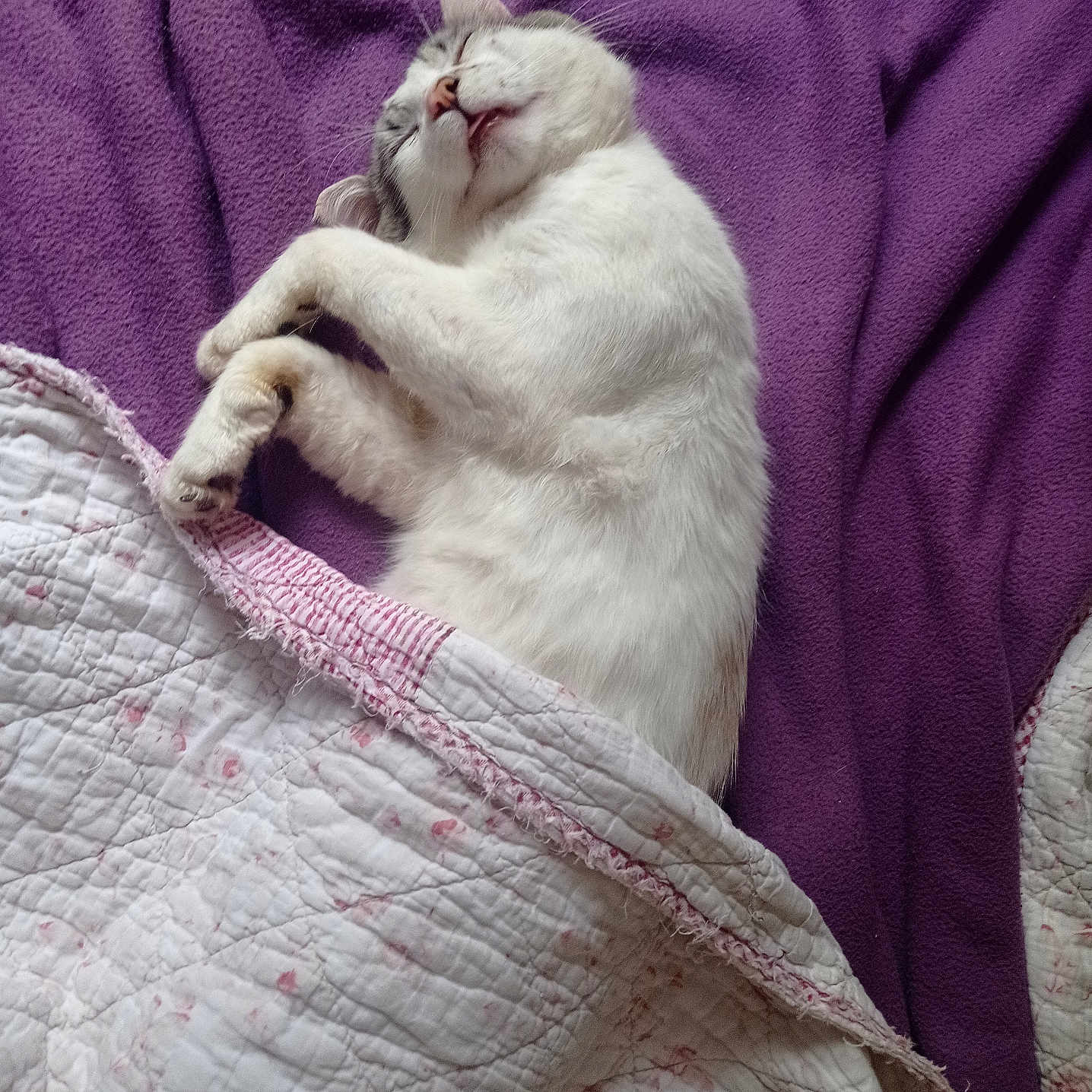 Filou a rejoint le concours — aidez-le/la à gagner de superbes lots ! cat, sleeping, cozy, quilt, blanket, purple, white_fur, pet, indoor, relaxed, cute, animal, feline, resting, paw, fur, bed, domestic_cat, comfort, nap