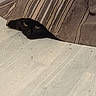 Blanchette participe au concours pour gagner de l'argent avec cette photo : cat, black_cat, striped_fabric, floor, peeking, curious_eyes, indoor, pet, animal, whiskers, playful, hidden, fur, cute, domestic_cat, shadow, quiet, cozy, striped, curiosity