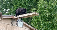 Blanchette a rejoint le concours — aidez-le/la à gagner de superbes lots ! black_cat, cat, animal, outdoor, nature, greenery, tree, foliage, roof, wood, plank, perched, pet, mammal, wildlife, curious, balance, daylight, building, quiet