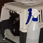 Blanchette participe au concours pour gagner de l'argent avec cette photo : cat, black_cat, pet_carrier, blanket, spray_bottle, blue_nozzle, indoor, dark, shadow, pet, animal, container, plastic, object, floor, household, cozy, peek, hidden, corner