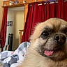 Papi joined the competition — help win amazing prizes! dog, puppy, tongue_out, fluffy, hand, tattoo, crescent_moon, indoor, curtains, red_curtains, wooden_decor, bed, blanket, cozy, pet, animal, cute, closeup, face, fur