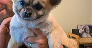 Papi is registered to the contest to win money with this photo: dog, small_dog, fluffy, pet, indoor, person, hand, maroon_shirt, watch, ring, furniture, shoe_rack, photo_frame, smiling, tongue_out, cute, face, ears, cozy, holding