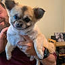 dog, small_dog, fluffy, pet, indoor, person, hand, maroon_shirt, watch, ring, furniture, shoe_rack, photo_frame, smiling, tongue_out, cute, face, ears, cozy, holding