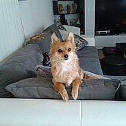 Isis participe au concours pour gagner de l'argent avec cette photo : dog, small_dog, pet, sofa, grey_sofa, cushion, pillow, living_room, tv, entertainment_center, bookshelf, toy, magazine, ottoman, coffee_table, attentive, sitting, ears, fur, hardwood_floor