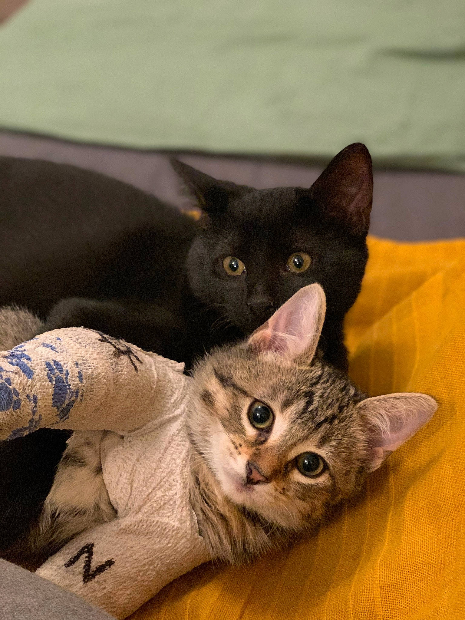 Zorro Et Moon a rejoint le concours — aidez-le/la à gagner de superbes lots ! carnivore, cat, claw, comfort, domestic_short_haired_cat, ear, eye, felidae, fur, grey, paw, photo_caption, small_to_medium_sized_cats, snout, tail, vertebrate, whiskers, window