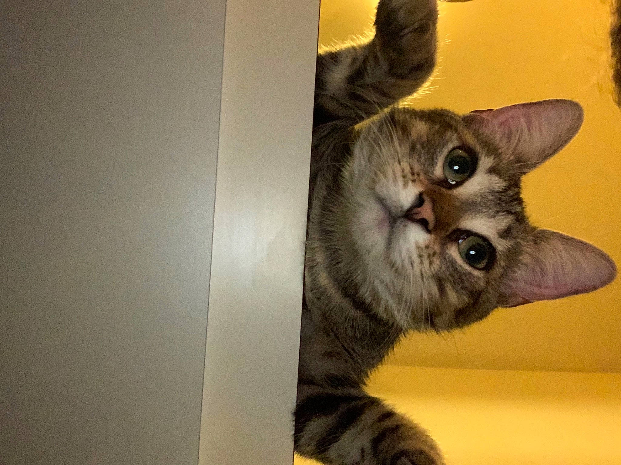 Zorro Et Moon a rejoint le concours — aidez-le/la à gagner de superbes lots ! carnivore, cat, claw, domestic_short_haired_cat, ear, fawn, felidae, fur, paw, small_to_medium_sized_cats, snout, tail, whiskers, window, wood