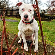 Gypsy joined the competition — help win amazing prizes! dog, white_dog, outdoor, grass, fence, collar, pet, animal, nature, tree, branch, stone, sitting, closeup, portrait, canine, mammal, focus, daytime, park