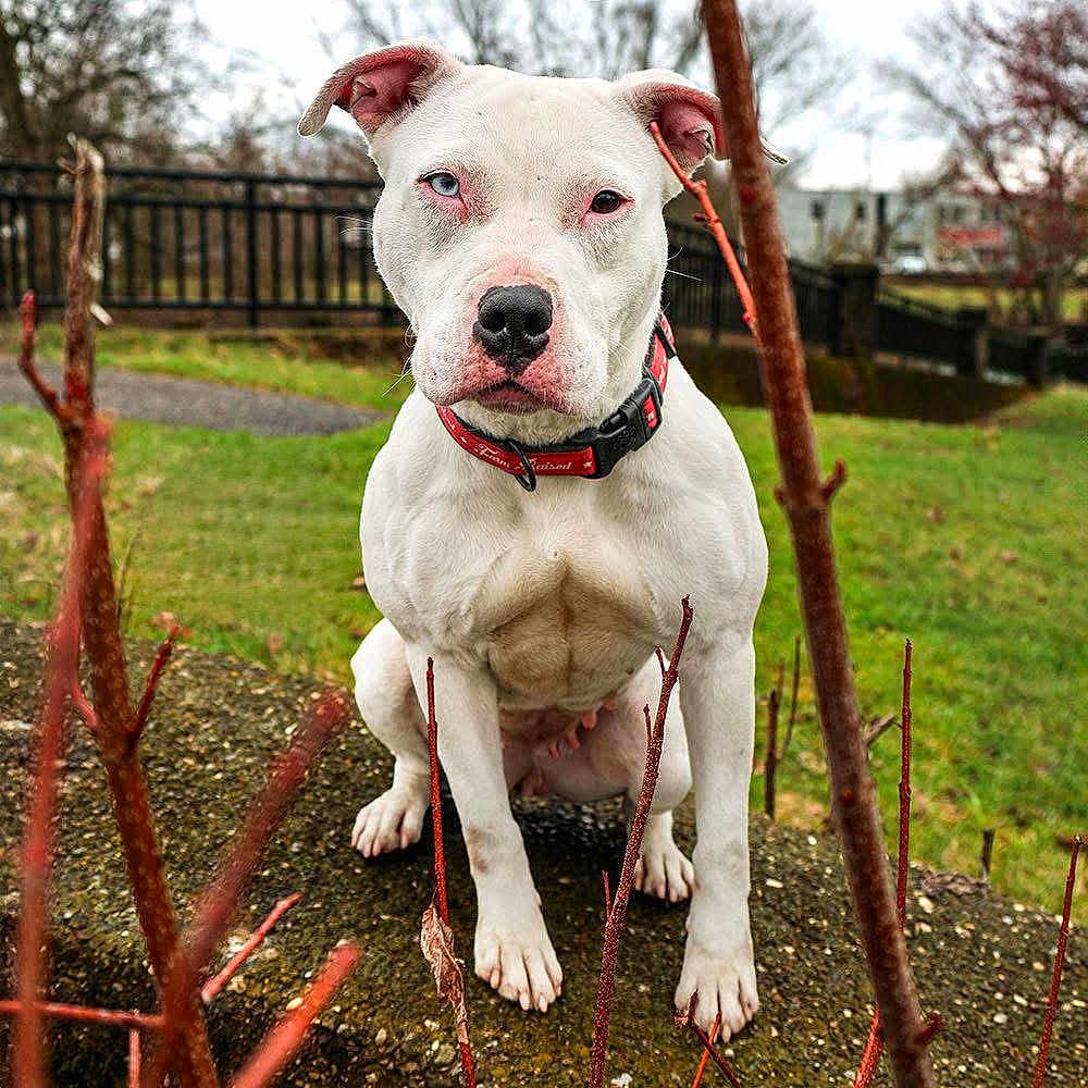 Gypsy joined the competition — help win amazing prizes! dog, white_dog, outdoor, grass, fence, collar, pet, animal, nature, tree, branch, stone, sitting, closeup, portrait, canine, mammal, focus, daytime, park