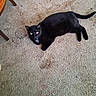 cat, black_cat, pet, animal, indoor, carpet, collar, feline, resting, lying_down, fur, whiskers, tail, eyes, domestic_animal, cute, mammal, home, floor, relaxed