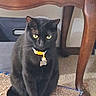 alert, animal, black_cat, carpet, cat, collar, cute, domestic_cat, feline, furniture, indoor, looking, pet, quiet, resting, scratch_pad, sitting, tag, wooden_table, yellow_eyes