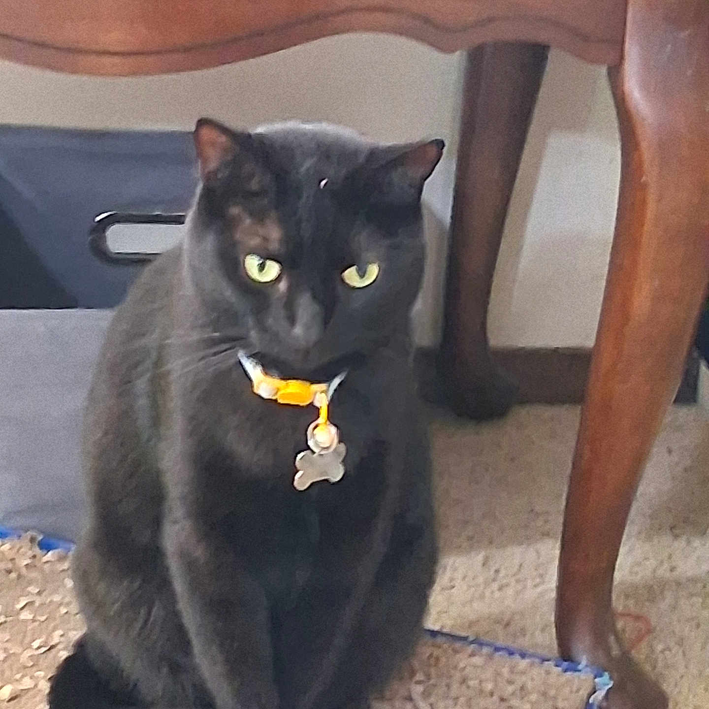 Missy Girl joined the competition — help win amazing prizes! alert, animal, black_cat, carpet, cat, collar, cute, domestic_cat, feline, furniture, indoor, looking, pet, quiet, resting, scratch_pad, sitting, tag, wooden_table, yellow_eyes