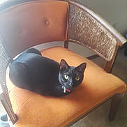 Missy Girl joined the competition — help win amazing prizes! bell, black_cat, carpet, cat, chair, closeup, collar, cozy, furniture, green_eyes, home_interior, indoor, loaf_pose, morning_light, orange_cushion, pet, relaxed, sitting, upholstery, wooden_frame