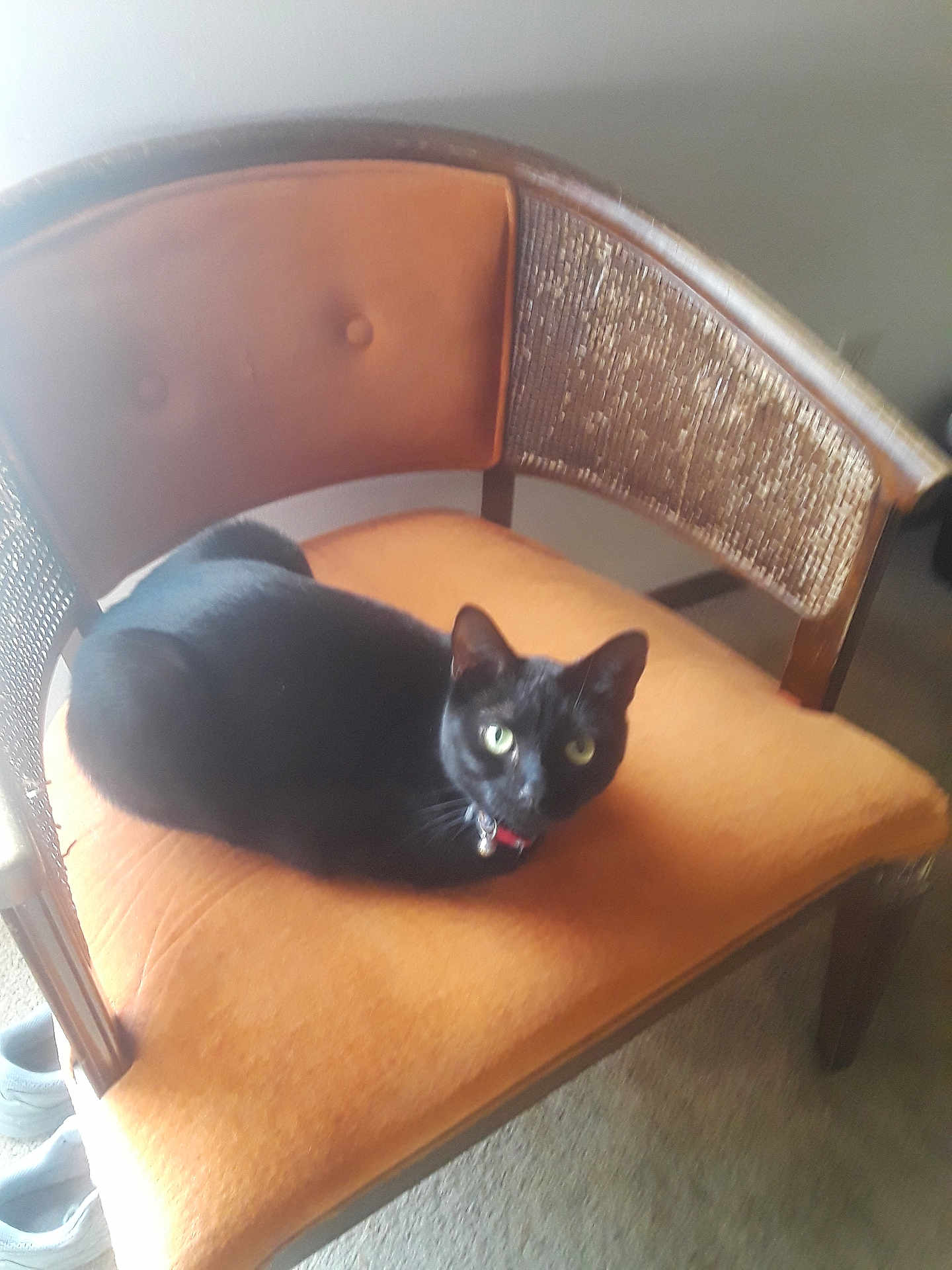 Missy Girl joined the competition — help win amazing prizes! bell, black_cat, carpet, cat, chair, closeup, collar, cozy, furniture, green_eyes, home_interior, indoor, loaf_pose, morning_light, orange_cushion, pet, relaxed, sitting, upholstery, wooden_frame