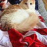 cat, fluffy, orange_and_white, blanket, stars, stripes, cozy, indoor, pet, fur, tail, relaxed, resting, cute, animal, domestic, mammal, looking_at_camera, bed, soft