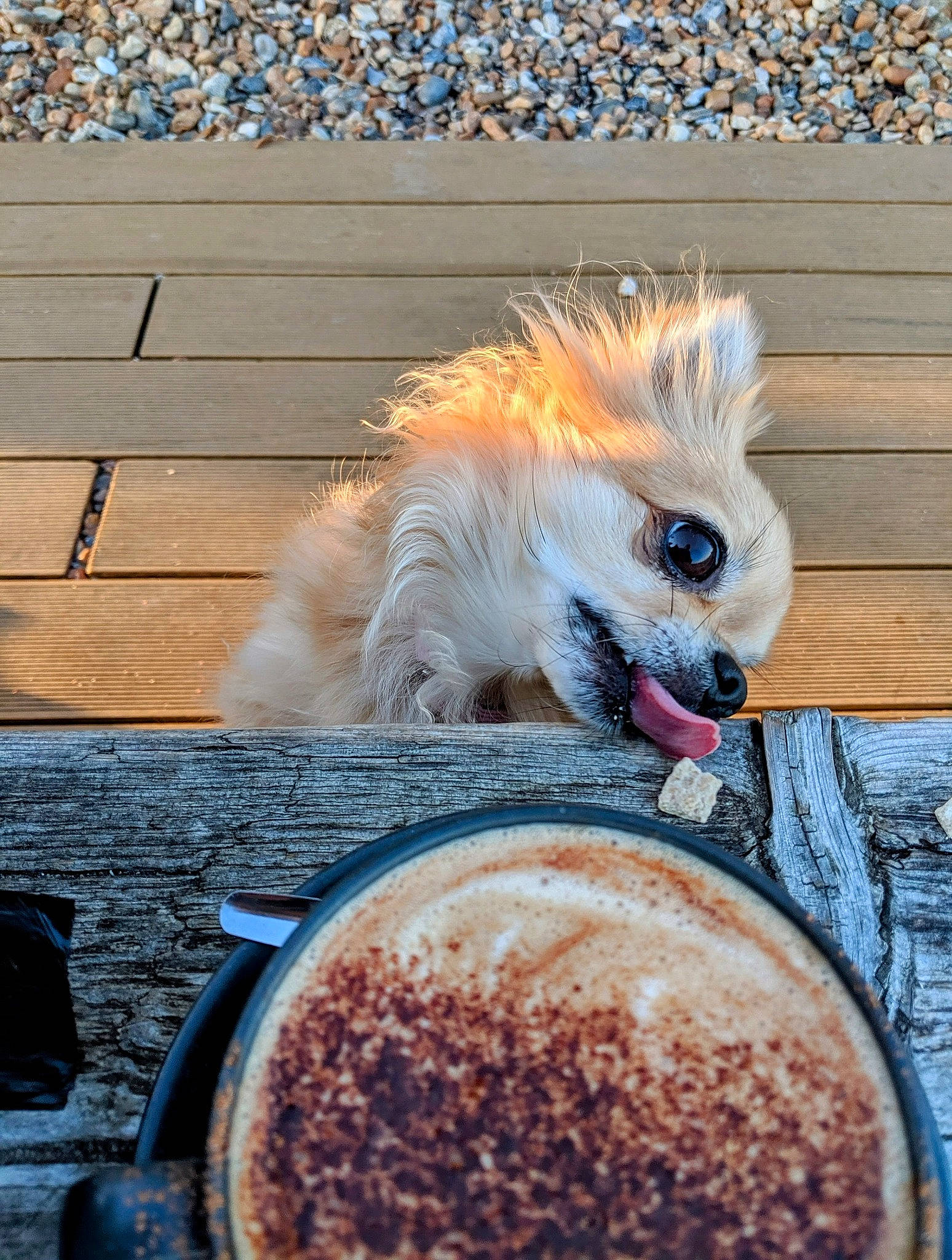 Mika joined the competition — help win amazing prizes! ball, blue, bowl, comfort_food, companion_dog, dog_breed, dog_supply, electric_blue, flooring, food, fur, ingredient, kitchen_utensil, pet_supply, produce, recipe, tableware, tail, toy_dog, wood