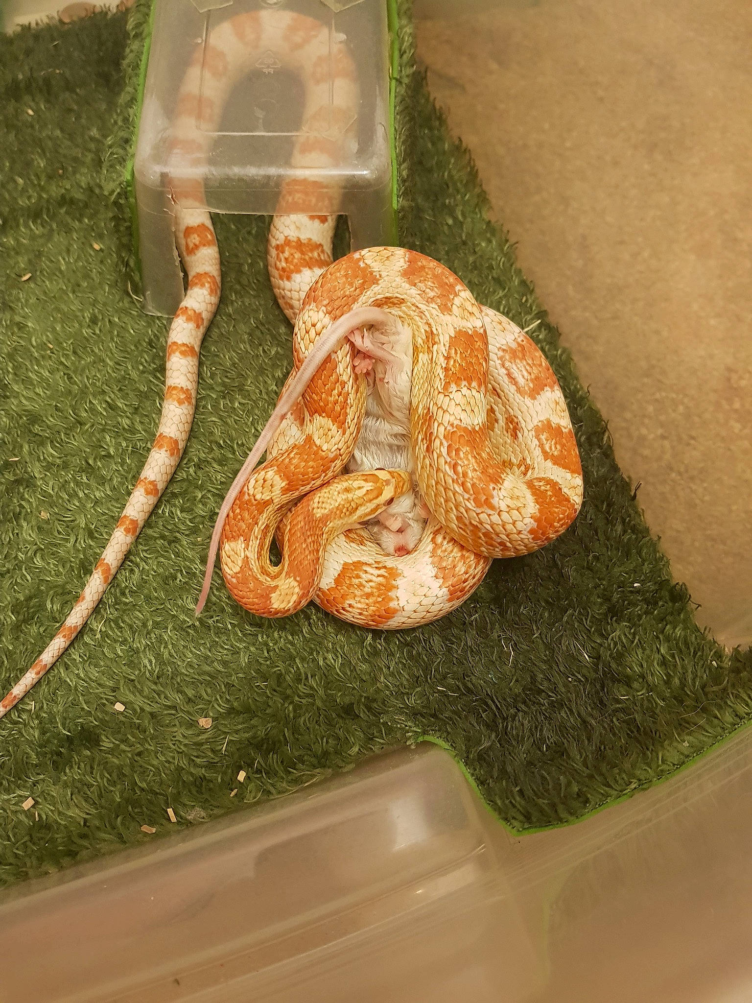 Lana participe au concours pour gagner de l'argent avec cette photo : boa, boa_constrictor, burmese_python, colubridae, corn_snake, hognose_snake, organism, python, python_family, reptile, scaled_reptile, serpent, snake