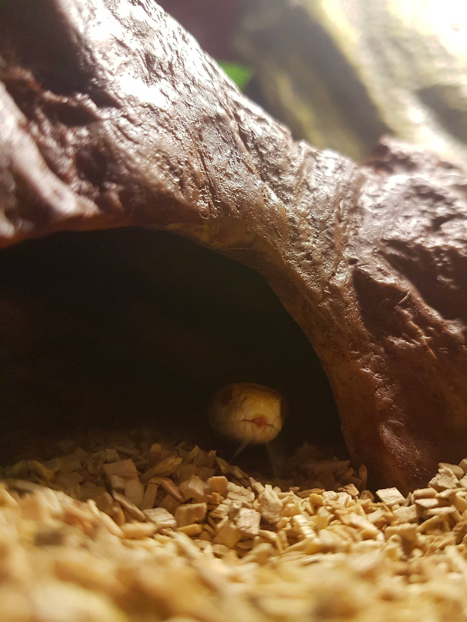 Lana a rejoint le concours — aidez-le/la à gagner de superbes lots ! adaptation, gerbil, reptile