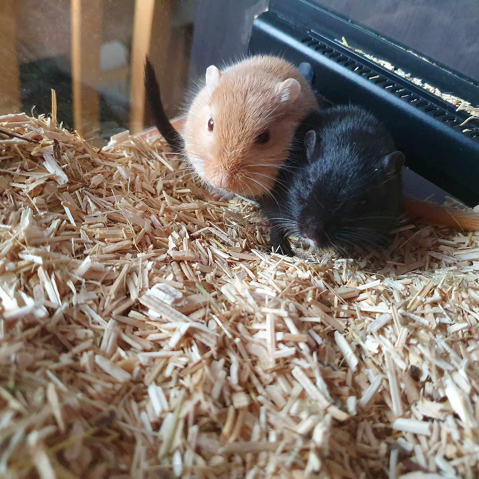 Caramel Et Cooki