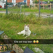 Maïa participe au concours pour gagner de l'argent avec cette photo : dog, white_dog, grass, fence, house, tree, sky, car, monkey, chair, outdoor, garden, humor, text_overlay, animal, pet, daytime, playful, leisure, nature